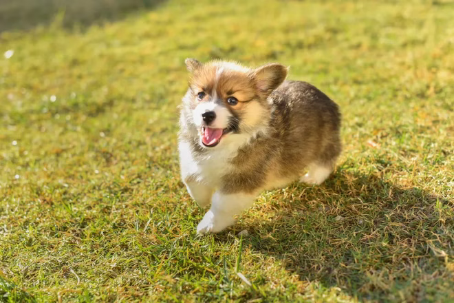 Corgi Welpe rennt durch das Gras