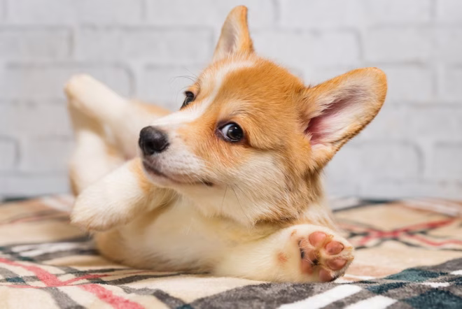 Corgi Welpe rollt auf dem Boden