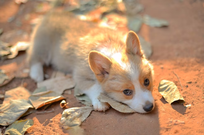 Corgi-Welpe auf dem Boden liegend