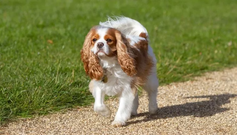 Hundeparade feiert die Krönung von König Charles III.