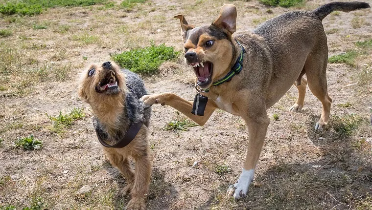 Hund ist plötzlich aggressiv gegenüber anderen Hunden