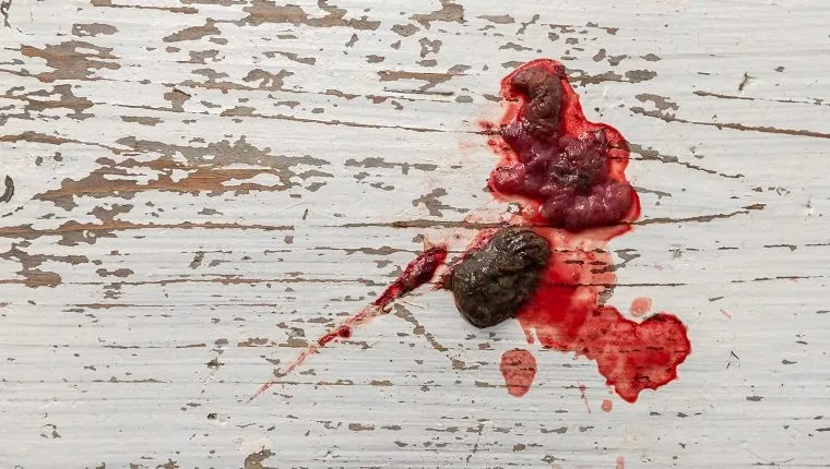 Hämatochezie (rotes Blut im Kot) bei Hunden: Symptome, Ursachen & Behandlungen