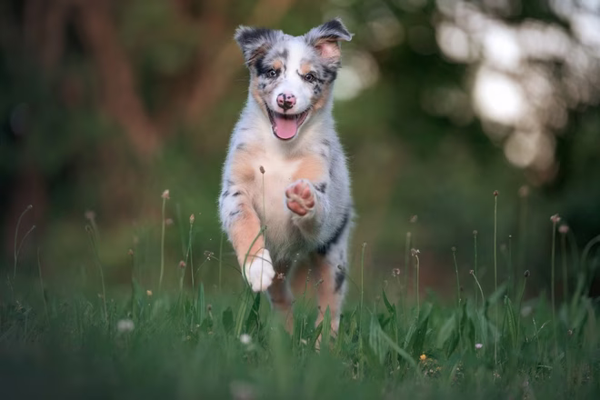 Australian Shepherd Welpe rennt