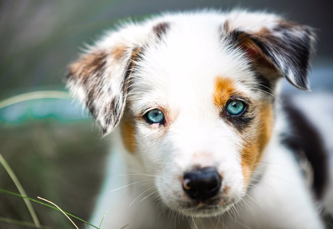 Porträt eines Australian Shepherd Welpen in Nahaufnahme