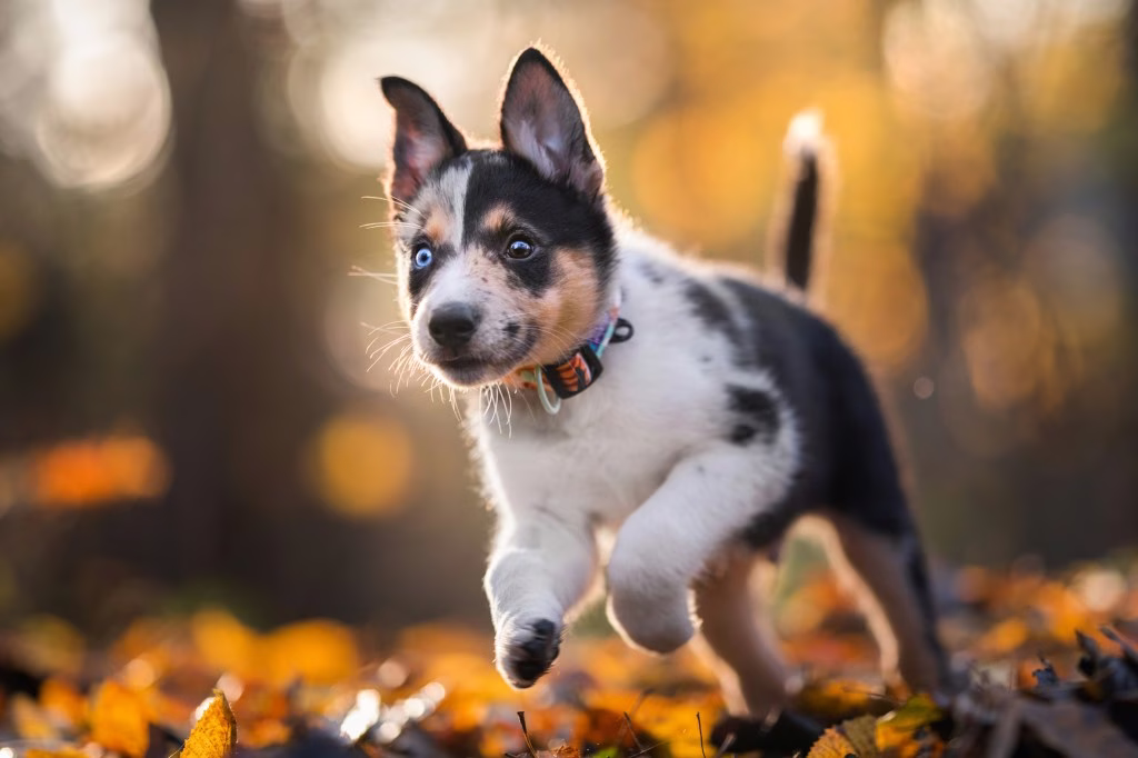 Australian Shepherd Welpen: Niedliche Bilder und Fakten