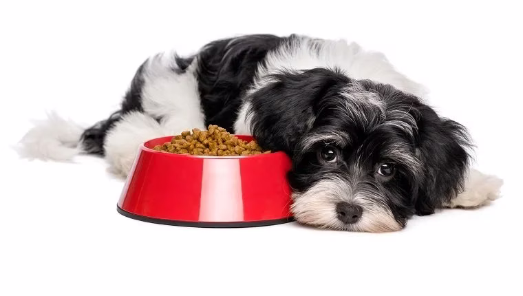Gastritis bei Hunden: Symptome, Ursachen und Behandlungen