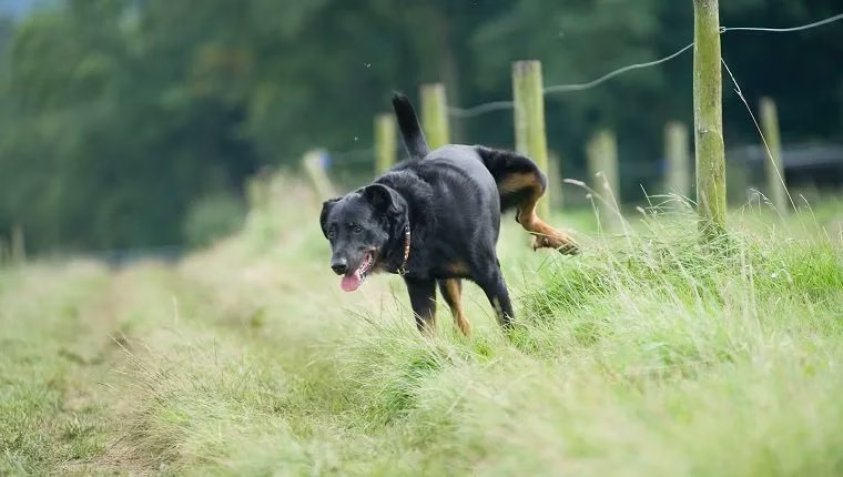 Überschüssiges Eiweiß im Urin von Hunden: Symptome, Ursachen und Behandlungen