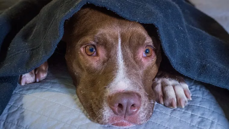 Geräuschangst bei Hunden: Symptome, Ursachen und 5 Möglichkeiten der Behandlung