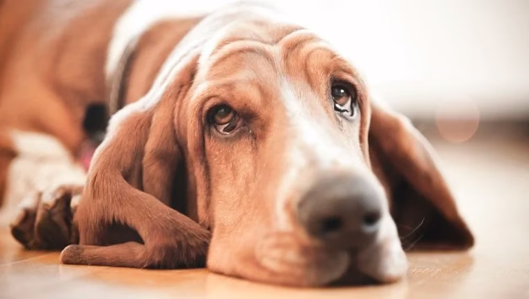 Hypoglykämie (niedriger Blutzucker) bei Hunden: Symptome, Ursachen und Behandlungen
