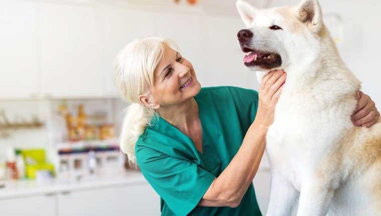 Tagamet (Cimetidin) für Hunde: Anwendungsgebiete, Dosierung und Nebenwirkungen