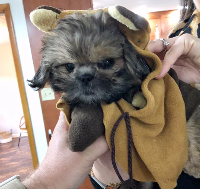 Baby Ewok!