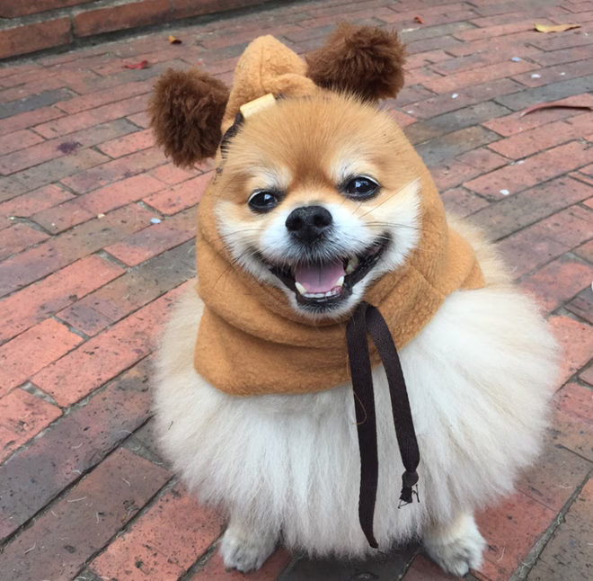 Der Pom-Ewok.