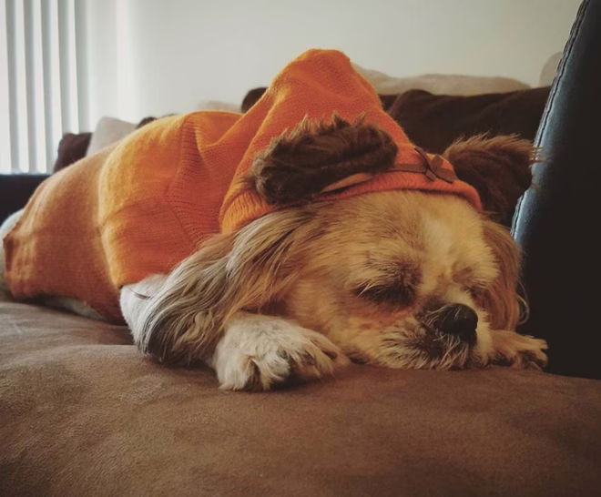 Auch Ewoks brauchen ein Nickerchen!