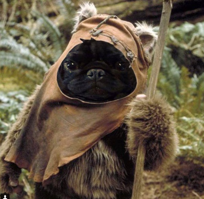 40 Hunde als Ewoks verkleidet [BILDER]