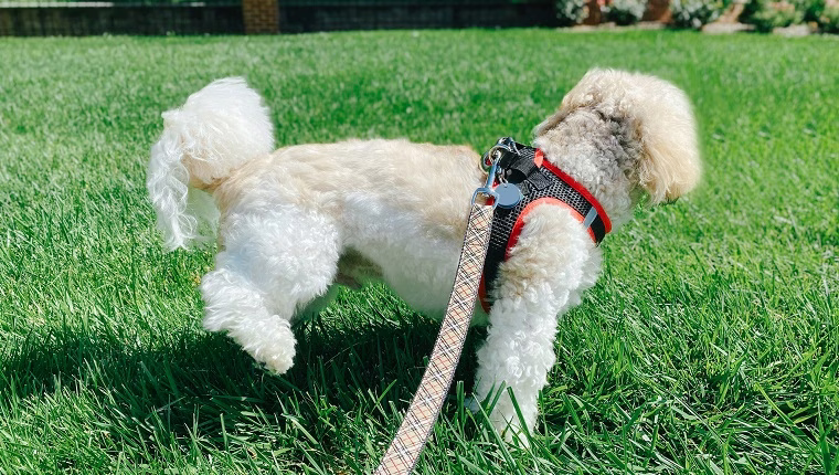 Lieber Labby: Was bedeutet ‚Ihren Hund zügeln‘ überhaupt?