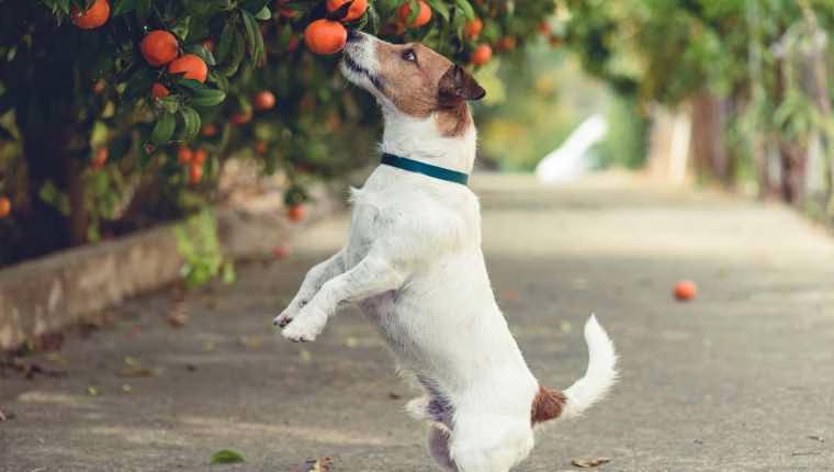 Können Hunde Fruchtsäfte trinken? Sind Fruchtsäfte für Hunde sicher?
