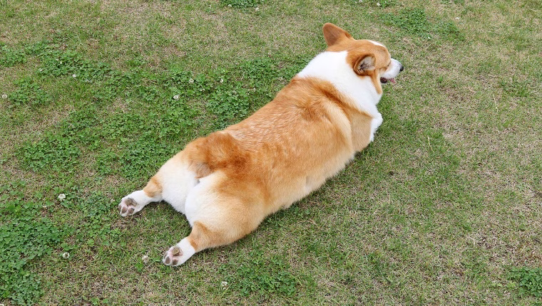 Mi az a Splooting? Splootol a kutyája?