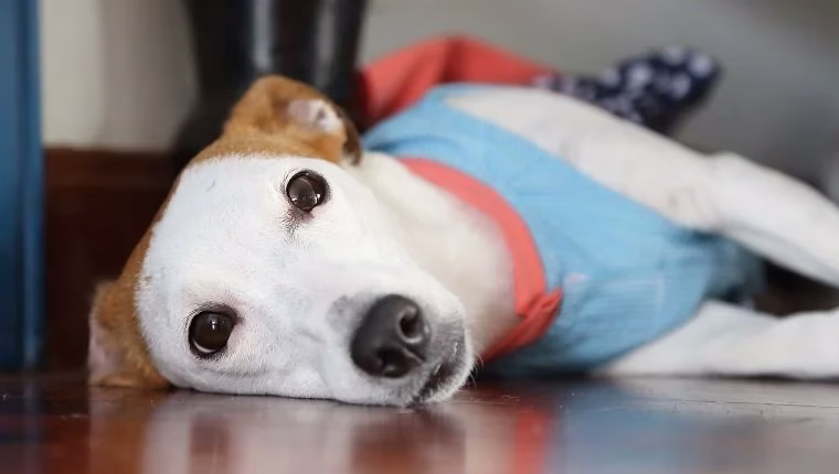 Ursodiol für Hunde: Anwendungsgebiete, Dosierung und Nebenwirkungen