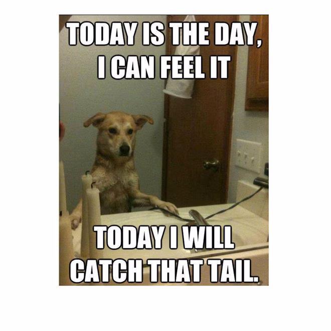 45 Lustige Hunde-Memes 2 #11