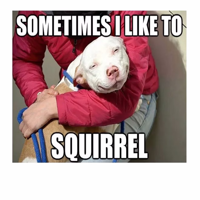 45 Lustige Hunde-Memes 2 #13
