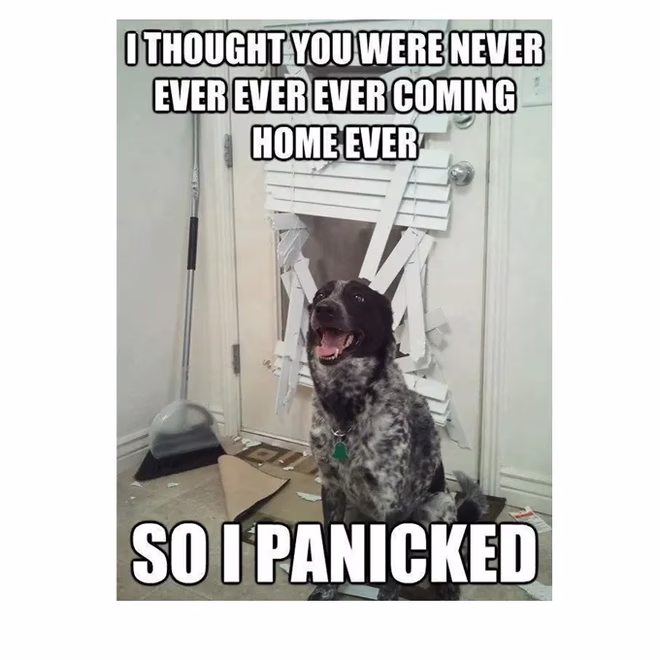 45 Lustige Hunde-Memes 2 #14