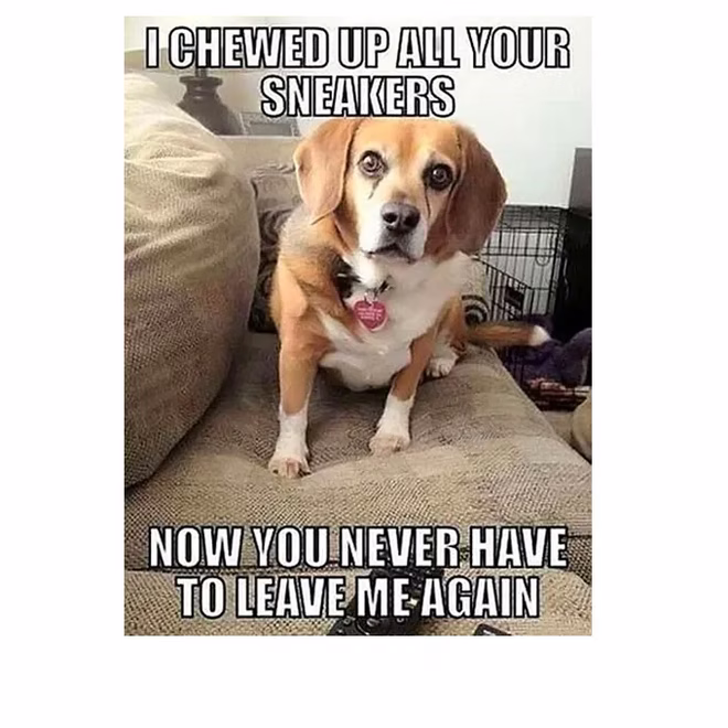 45 Lustige Hunde-Memes 2 #16