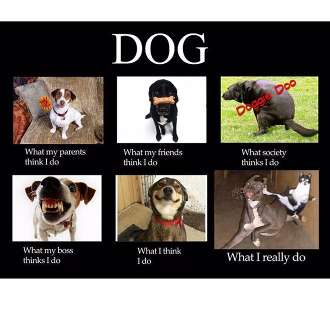 45 Lustige Hunde-Memes 2 #17