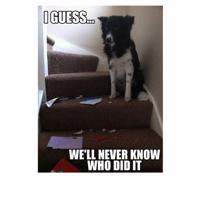 45 Lustige Hunde-Memes 2 #18