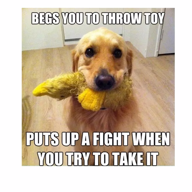 45 Lustige Hunde-Memes 2 #19