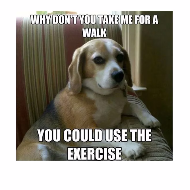 45 Lustige Hundememes 2 #2