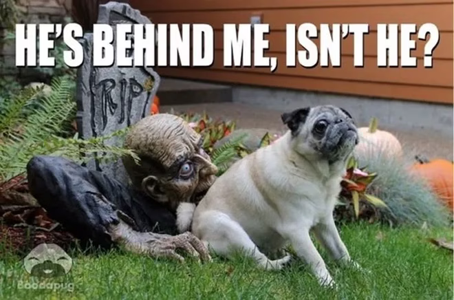 45 Lustige Hunde-Memes 2 #21