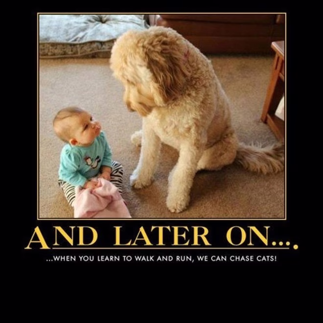 45 Lustige Hunde-Memes 2 #23