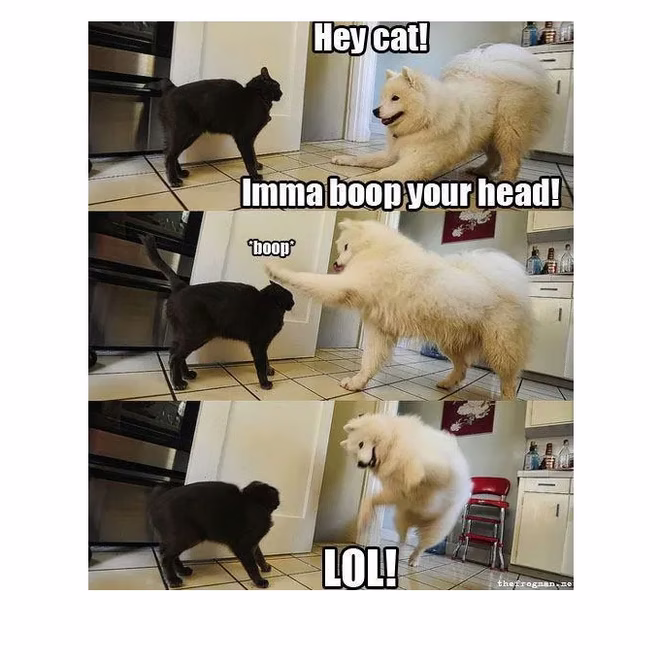 45 Lustige Hunde-Memes 2 #24