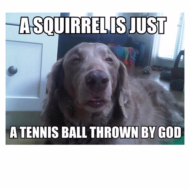 45 Lustige Hundememes 2 #25