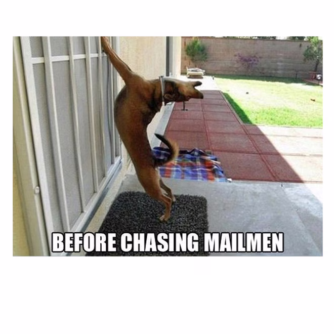 45 Lustige Hundememes 2 #26