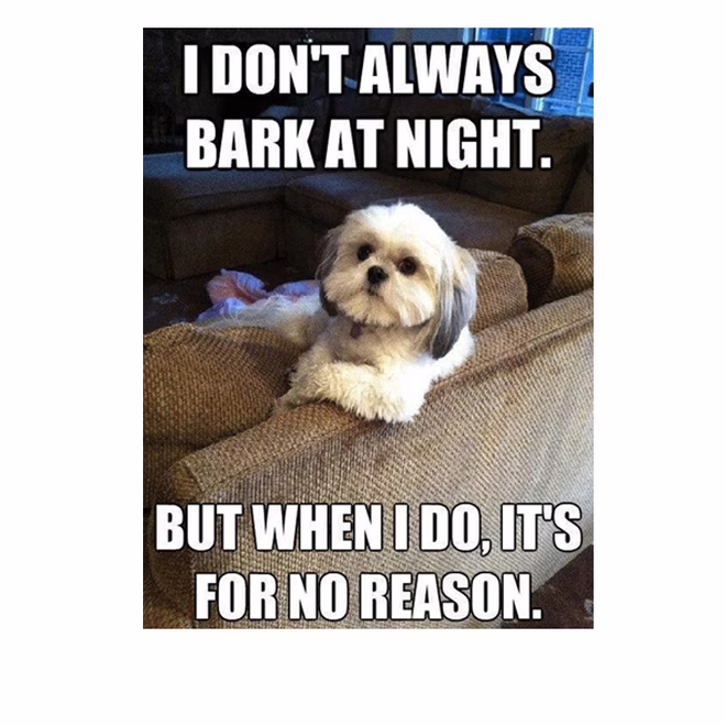 45 Lustige Hundememes 2 #28