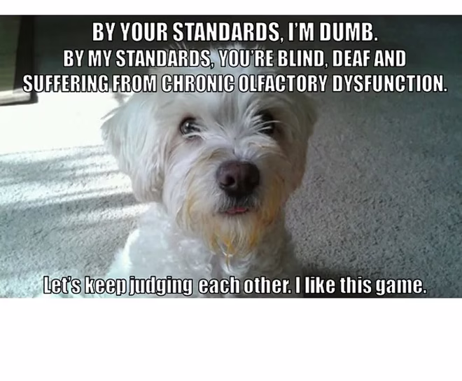 45 Lustige Hunde-Memes 2 #3