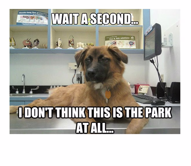 45 Lustige Hunde-Memes 2 #31