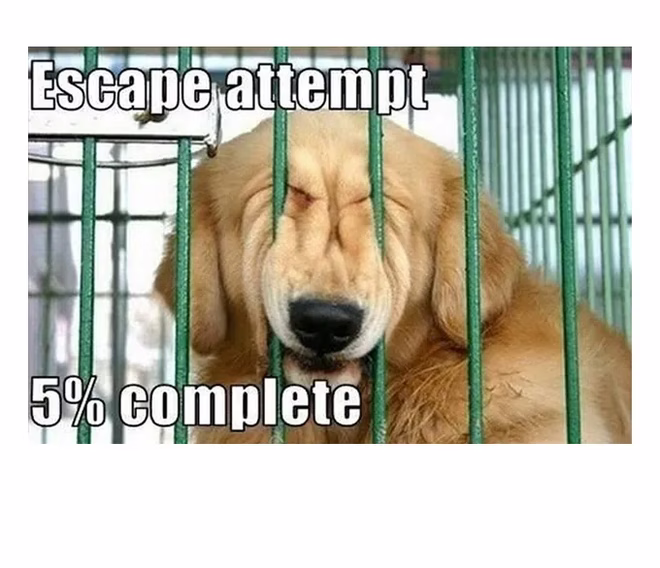 45 Lustige Hunde-Memes 2 #32