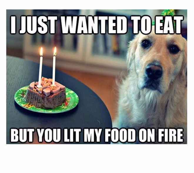 45 Lustige Hunde-Memes 2 #34