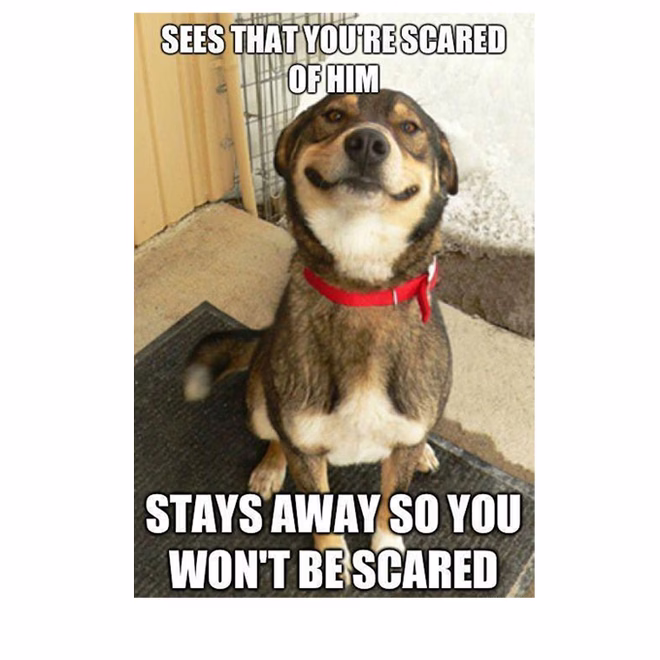 45 Lustige Hunde-Memes 2 #36