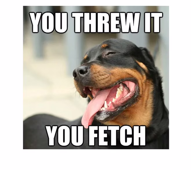 45 Lustige Hundememes 2 #37