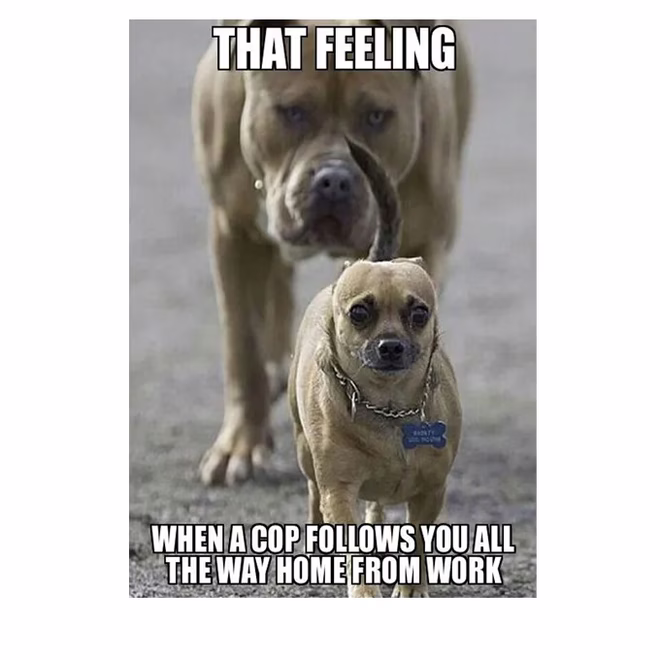 45 Lustige Hundememes 2 #39