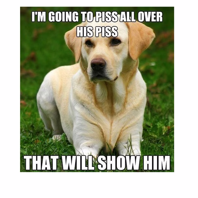 45 Lustige Hunde-Memes 2 #40