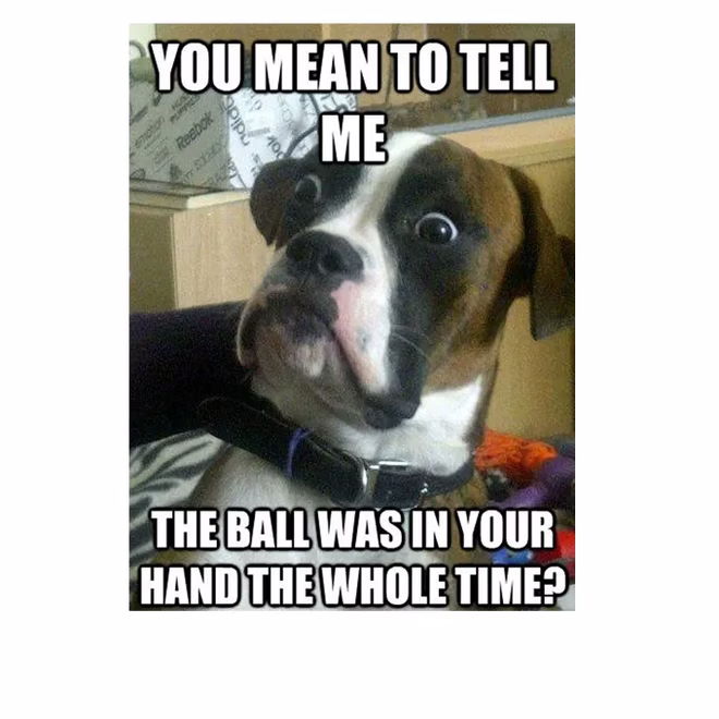 45 Lustige Hunde-Memes 2 #4