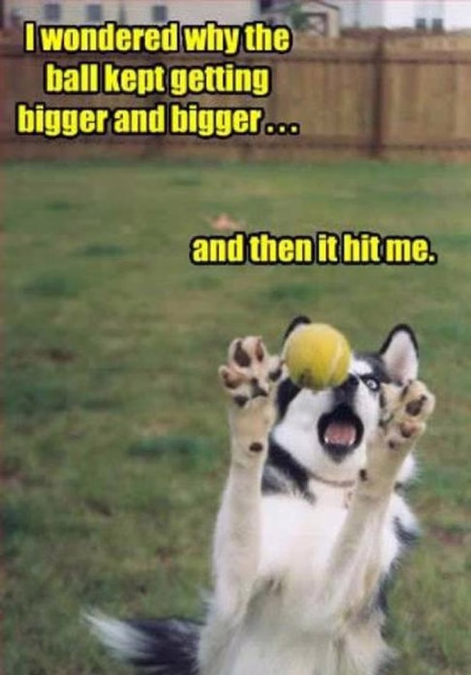 45 Lustige Hunde-Memes 2 #41