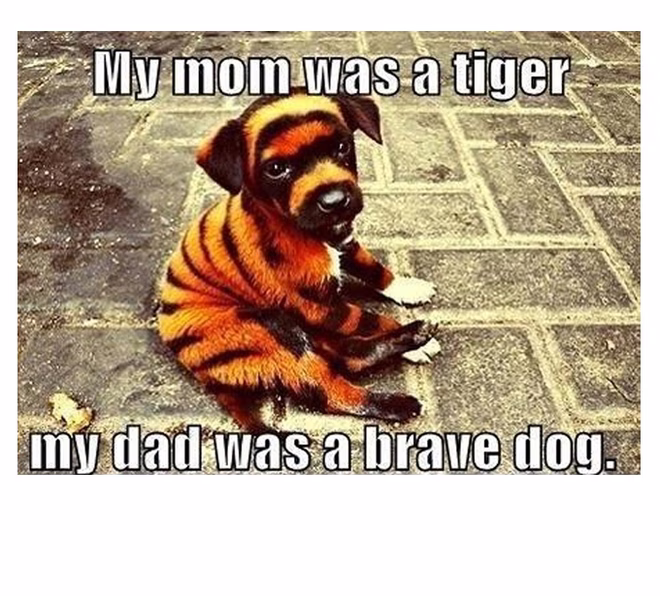 45 Lustige Hunde-Memes 2 #43