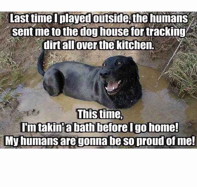 45 Lustige Hundememes 2 #44