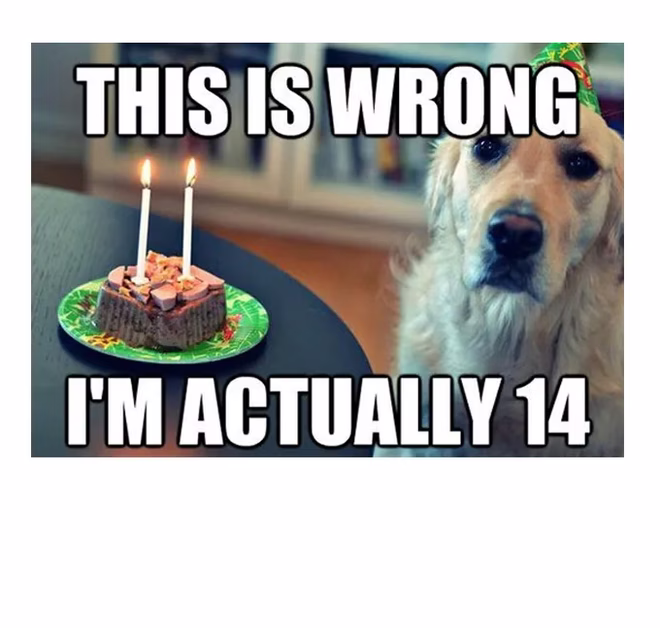 45 Lustige Hundememes 2 #45