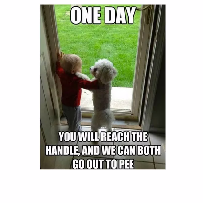 45 Lustige Hunde-Memes 2 #5